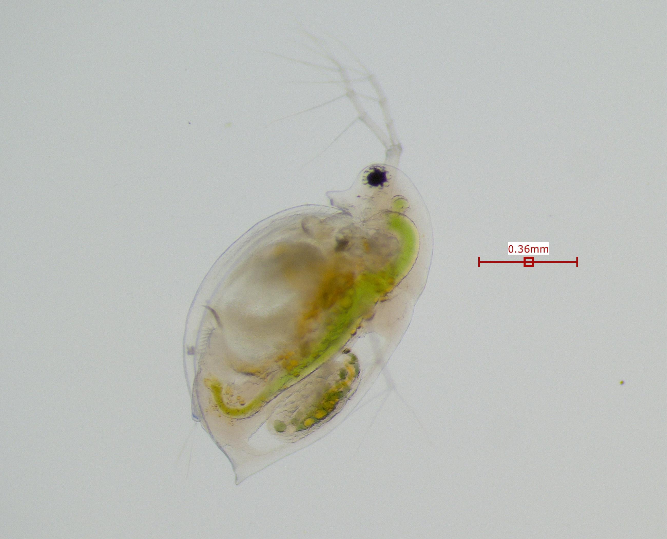 Daphnia ambigua